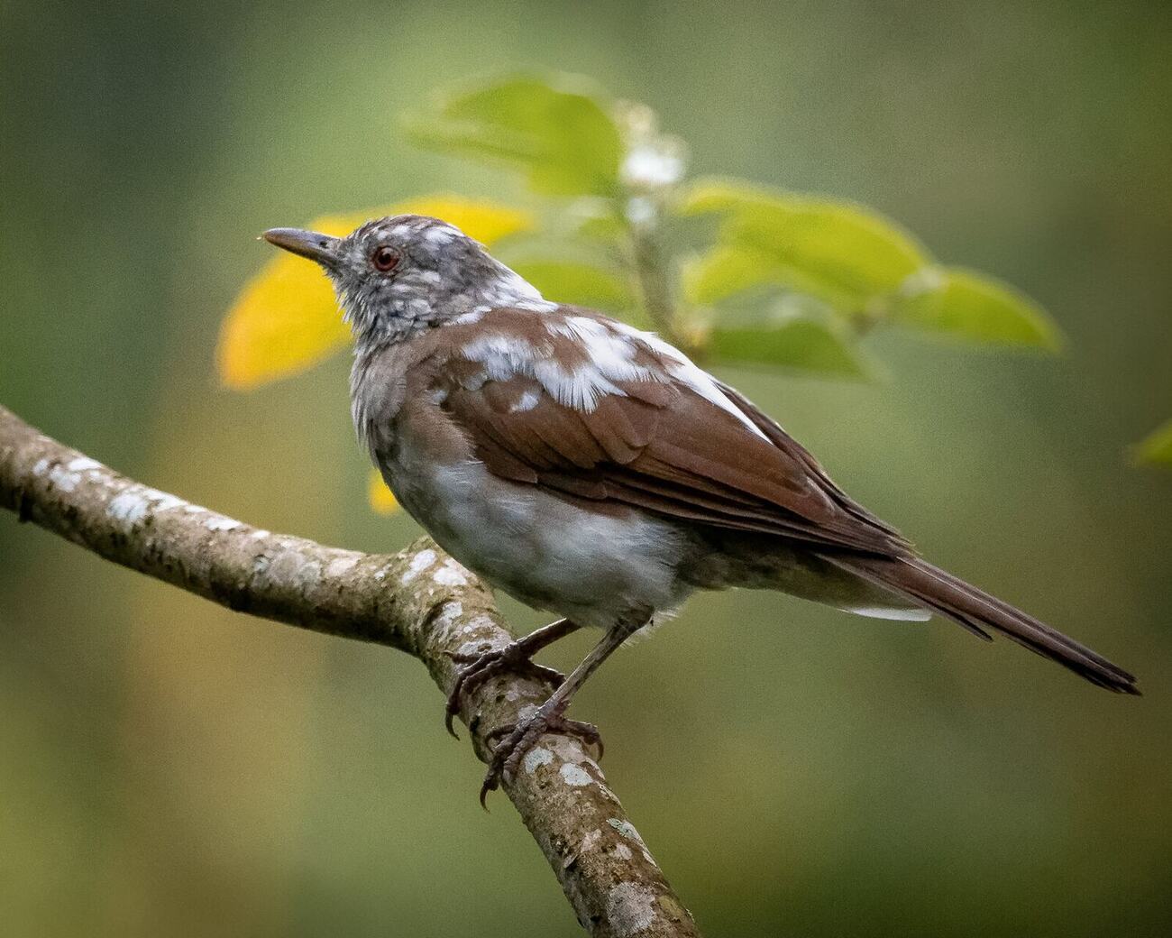 Zorzal piquinegro en el arbolado de Vegas del Verde, fotografía de Francheska Salazar