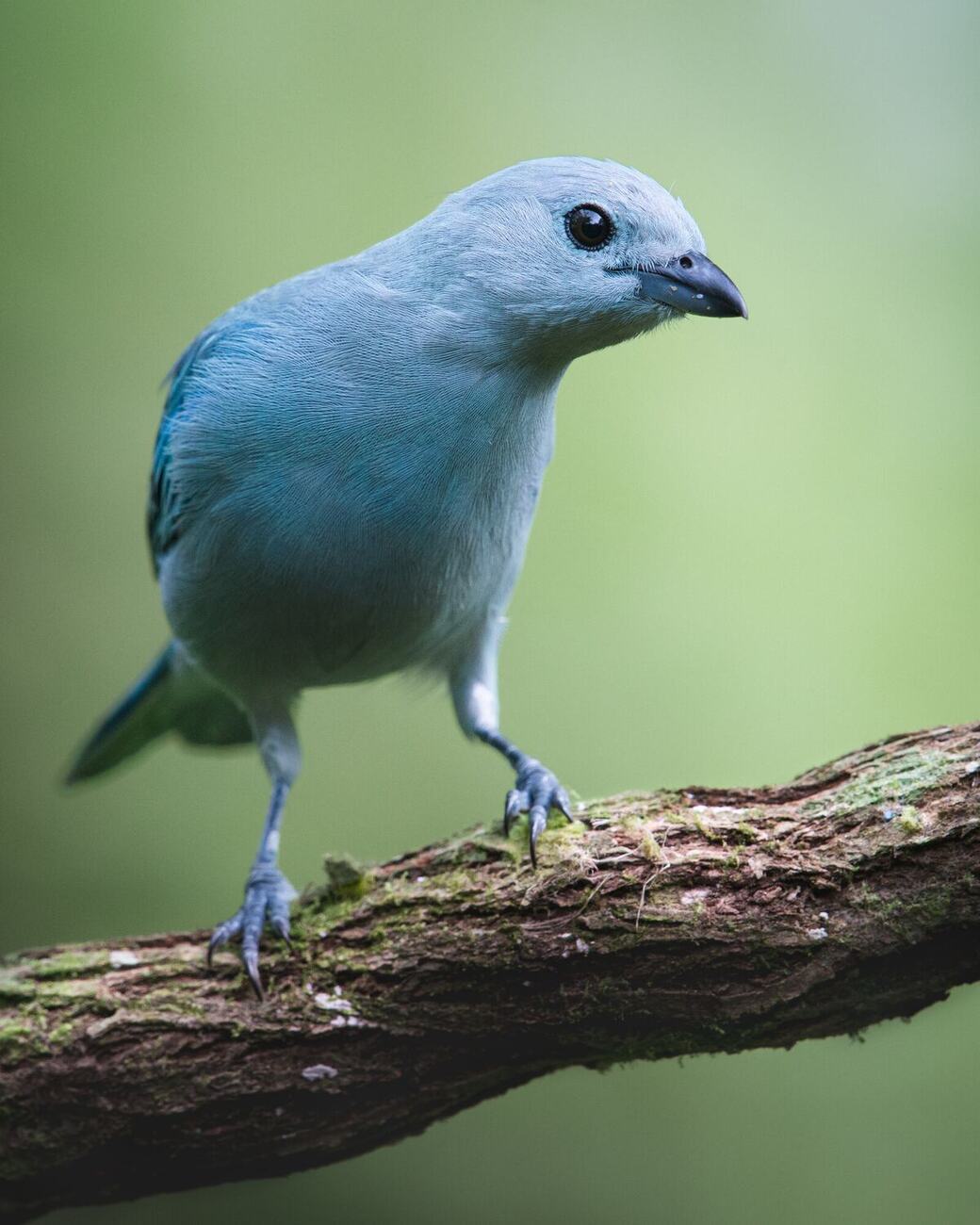 Ave de plumaje azul pálido (Thraupis episcopus) posada en una rama con musgo, sobre un fondo verde desenfocado. Fotografía de Jonathan Layton Avila.