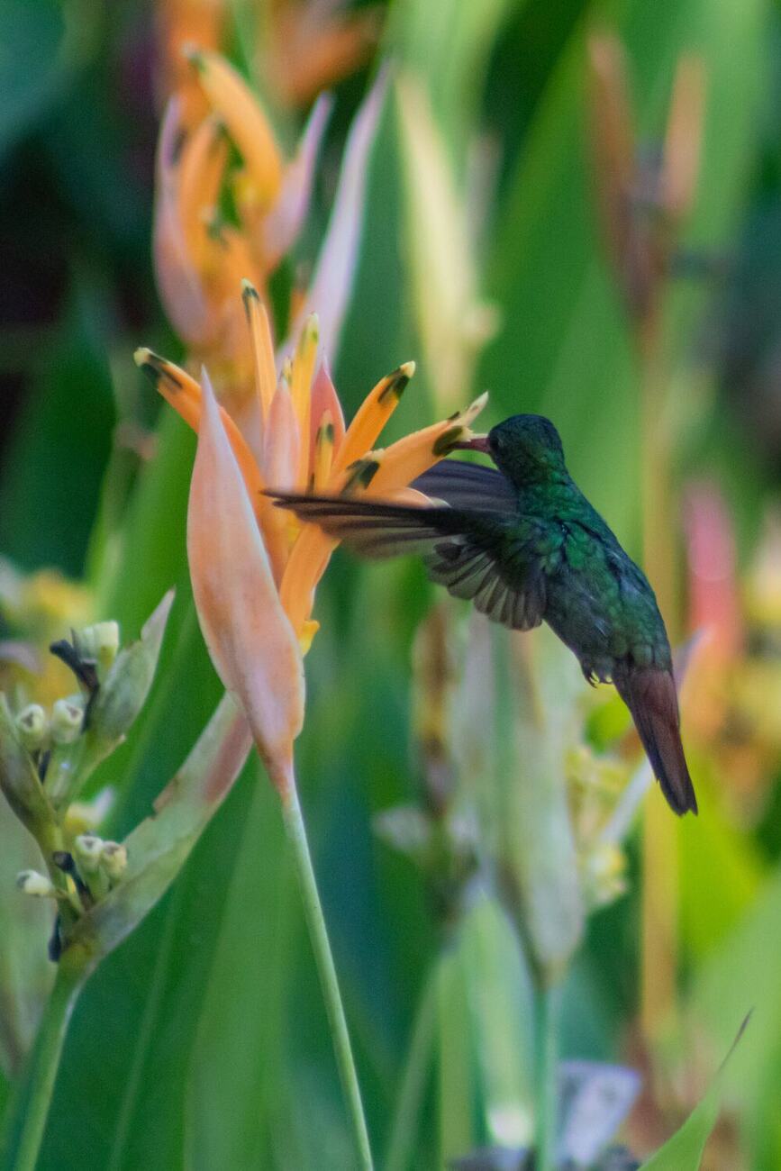 Colibrí de plumaje verde en pleno vuelo, con las alas abiertas junto a una flor naranja de heliconia. Fotografía de Eritmoratto.