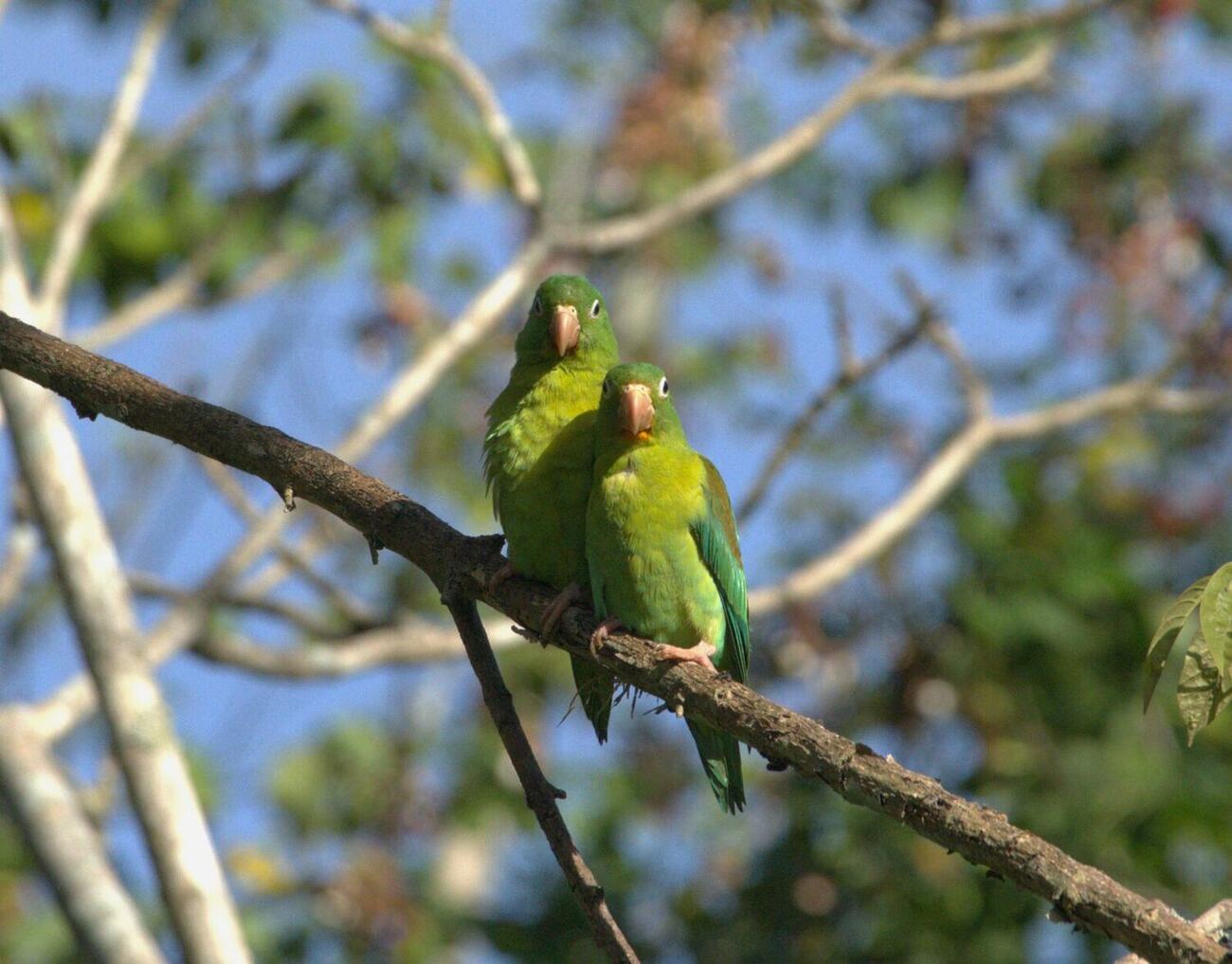 Loros en el arbolado de Vegas del Verde, fotografía de Fabio Hernandez