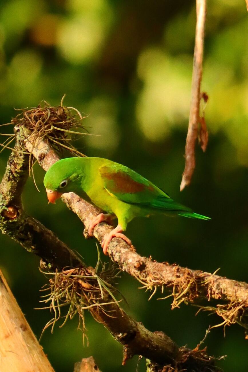 Periquito bronceado, verde y de pico anaranjado, inclinado sobre una rama cubierta de plantas epífitas, con luz cálida de la tarde. Fotografía de Fabiola Rueda.