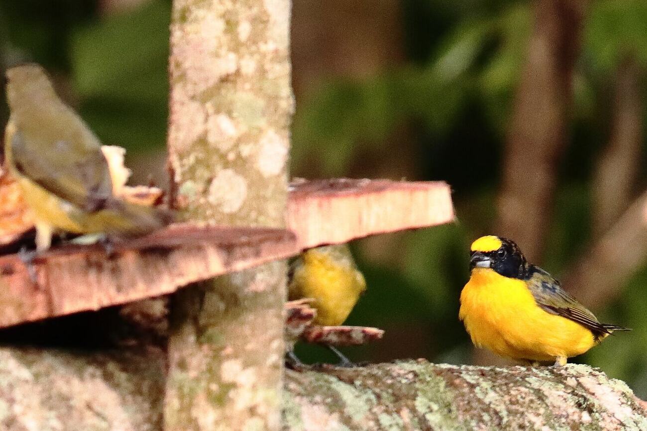 Euphonia en el arbolado de Vegas del Verde, fotografía de Fabiola Rueda