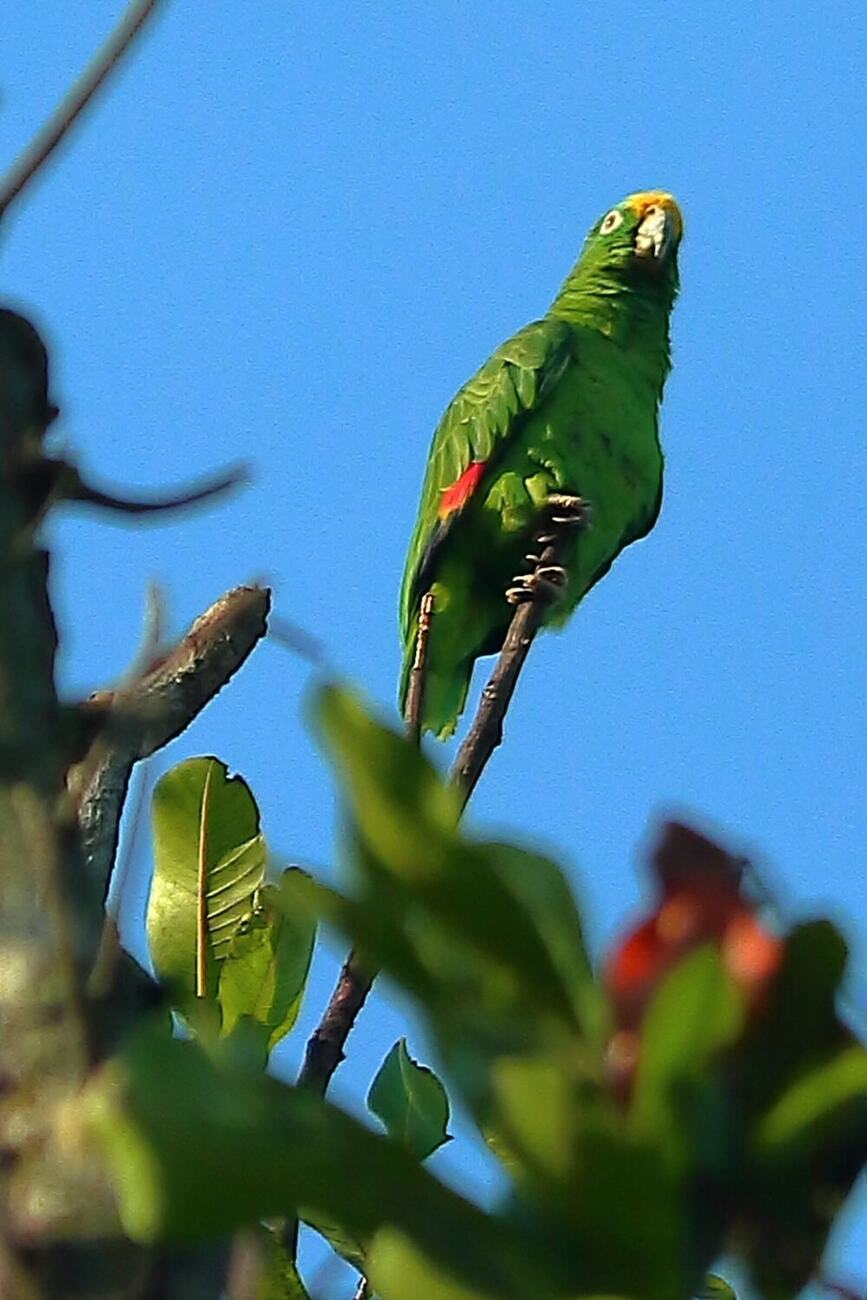 Loro real en el arbolado de Vegas del Verde, fotografía de Fabiola Rueda
