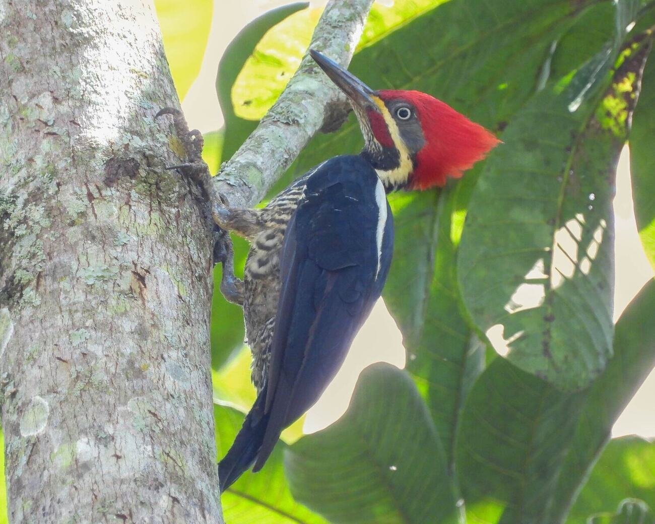 Carpintero de cresta roja y espalda oscura, agarrado al tronco de un árbol entre hojas verdes. Fotografía de Jesus Lopez.