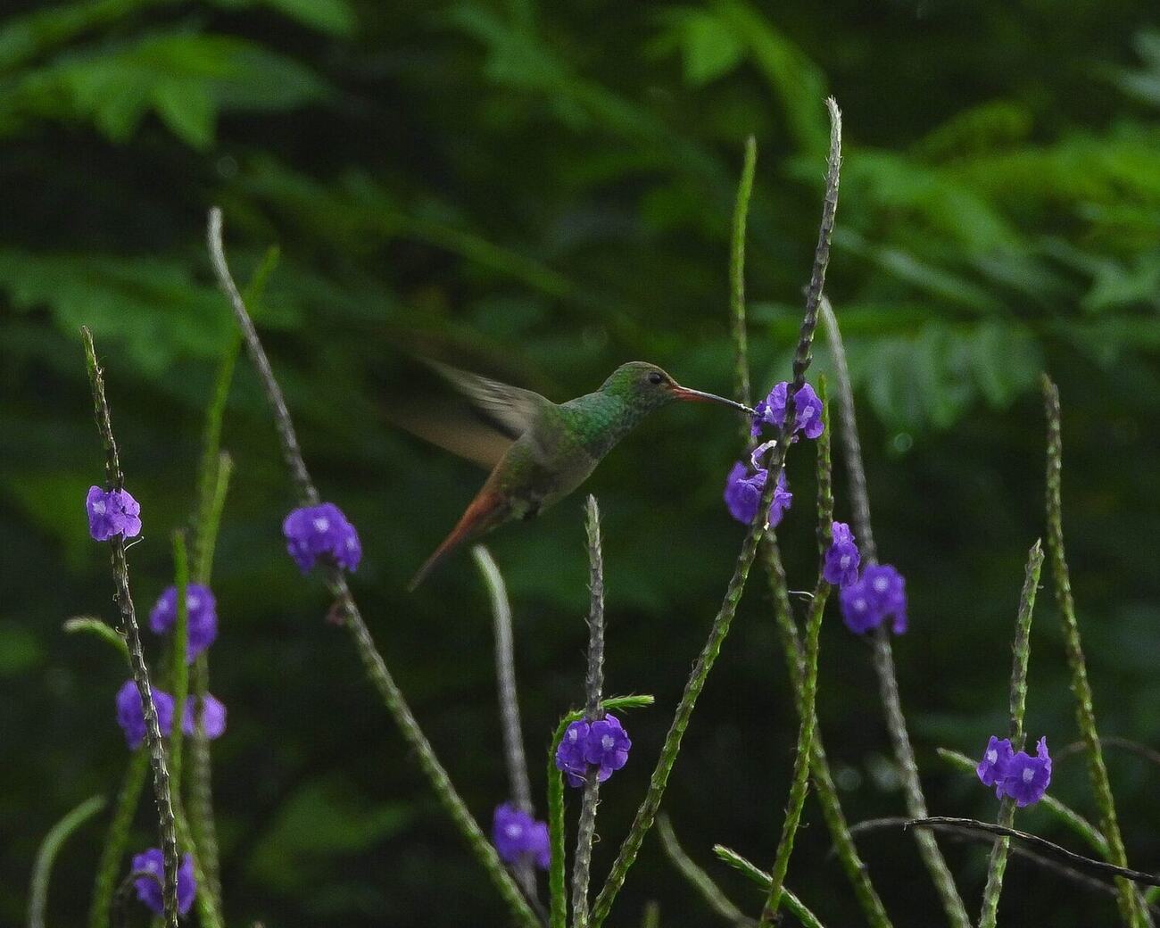 Colibrí en el arbolado de Vegas del Verde, fotografía de Jesus Lopez