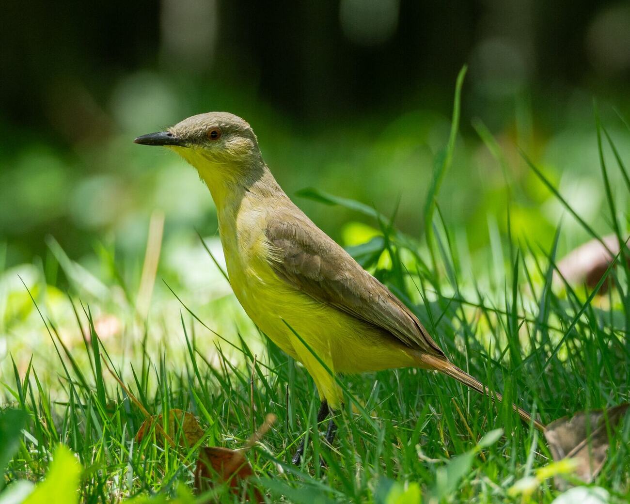 Machetornis rixosa en el arbolado de Vegas del Verde, fotografía de José Belisario Cardenas
