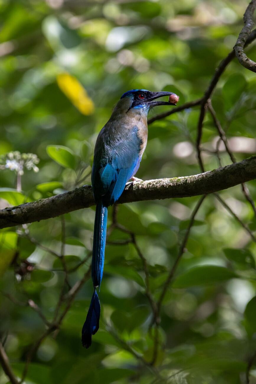 Ave de corona turquesa y cola larga (Momotus subrufescens) posada en una rama del predio, con una baya en el pico. Fotografía de Leyner Lozano.