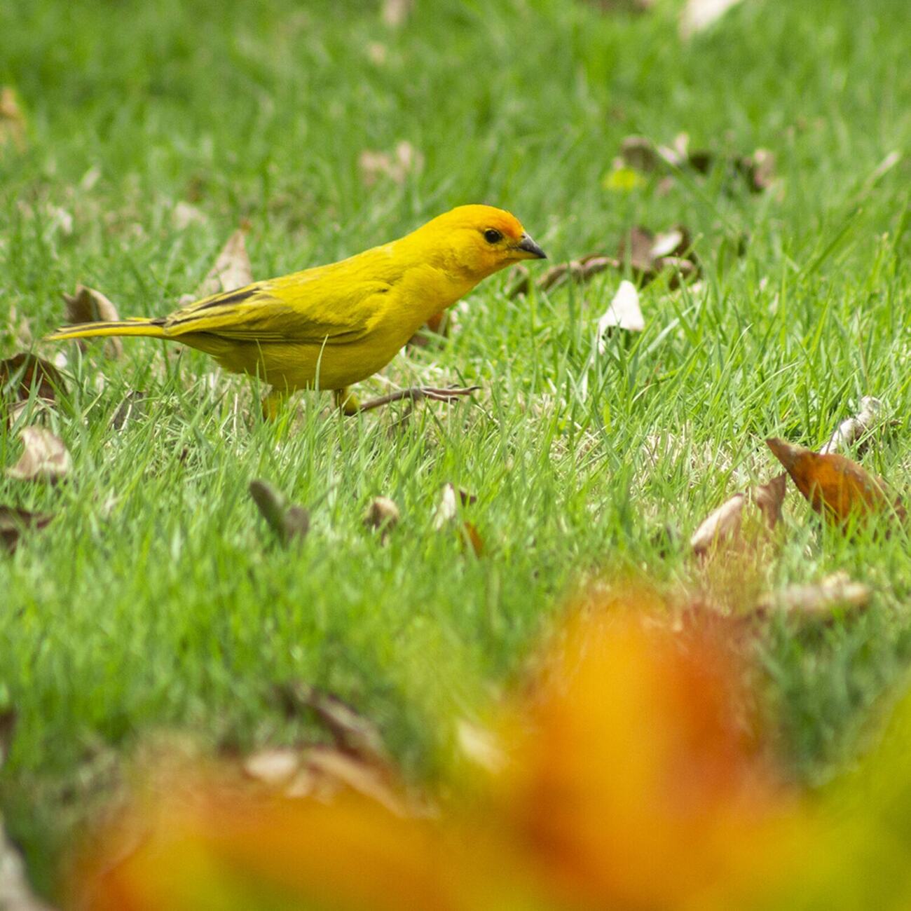 Canario amarillo caminando sobre el césped, entre hojas secas. Fotografía de Yeraldilsa Gamboa.