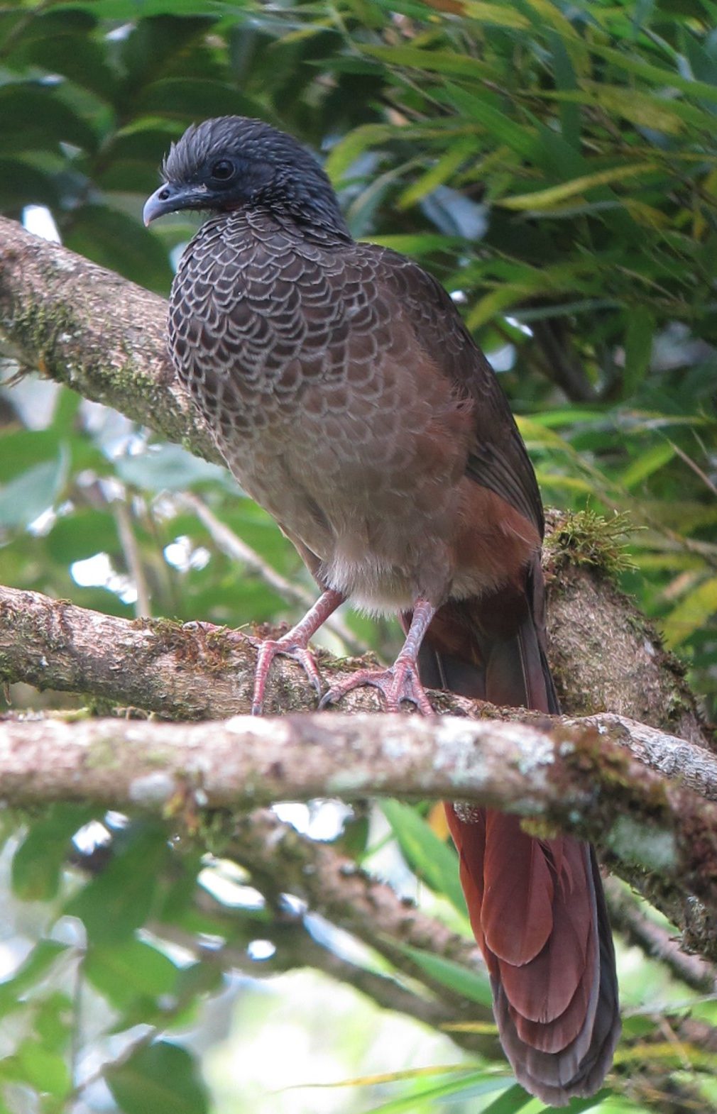 Chachalaca colombiana (Ortalis columbiana) posada en una rama con musgo entre el follaje. Fotografía de referencia de Félix Uribe tomada en Rionegro, Antioquia, con licencia CC BY-SA 2.0 — no fue tomada en el predio de Vegas del Verde