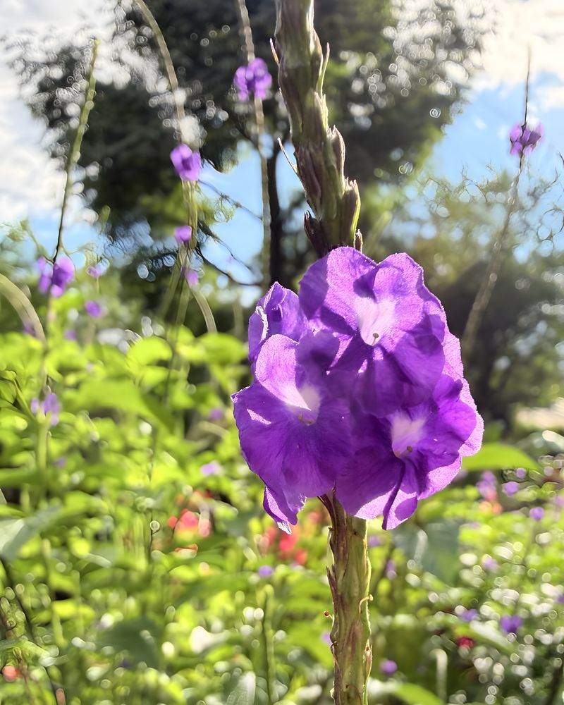 Espiga de verbena morada a contraluz en el jardín de polinizadores.