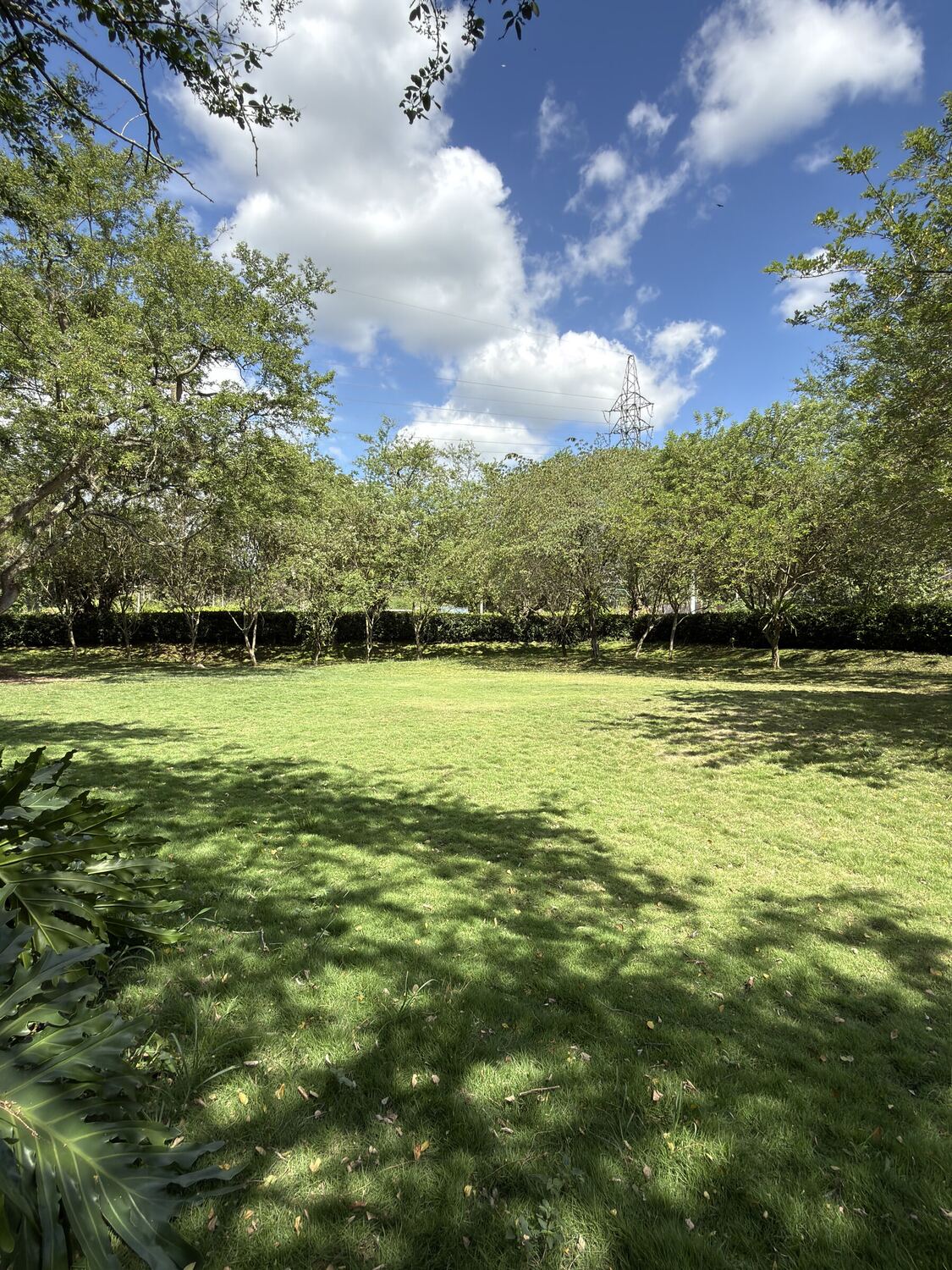 Another view of the Alameda: tree shade falls across the lawn, closed off in the background by a living hedge.