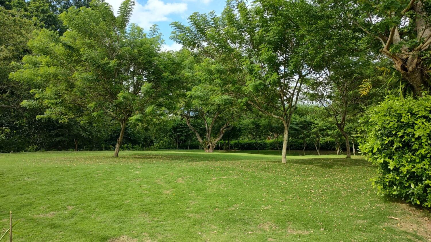 La Alameda vista a lo ancho: una pradera de césped parejo con árboles de tronco delgado repartidos sobre la hierba y un seto vivo cerrando el fondo.