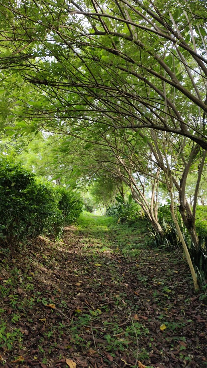 Camino de tierra y hojarasca del Sendero Ecovital, cubierto por el arco de las ramas y bordeado de setos y árboles jóvenes