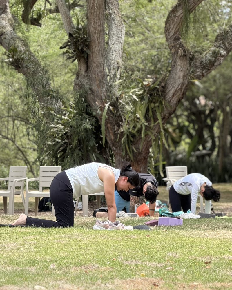 Participantes en postura de gato bajo un árbol grande del parque.