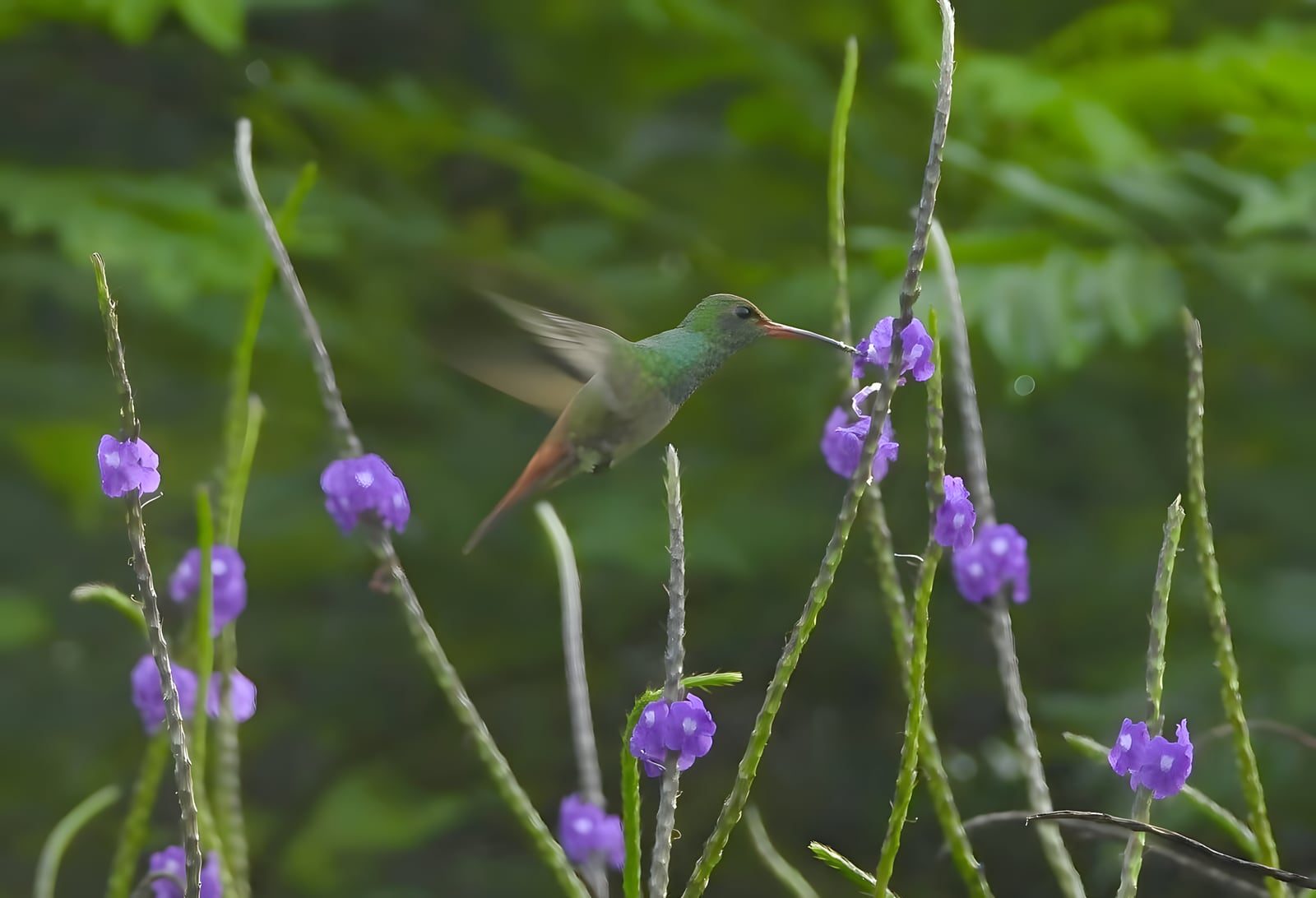 Un colibrí en vuelo bebiendo de una flor morada, entre tallos de verbena y follaje del bosque de Vegas del Verde.