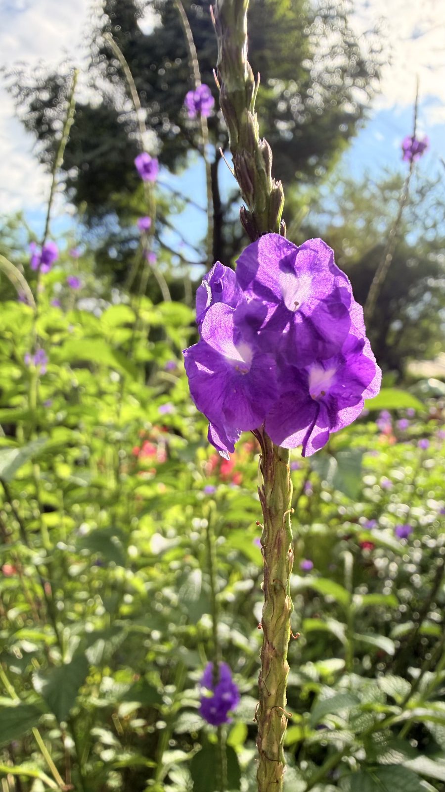 Espiga de verbena con flores moradas a contraluz, en primer plano y a pleno sol, con el jardín del predio florecido y desenfocado detrás