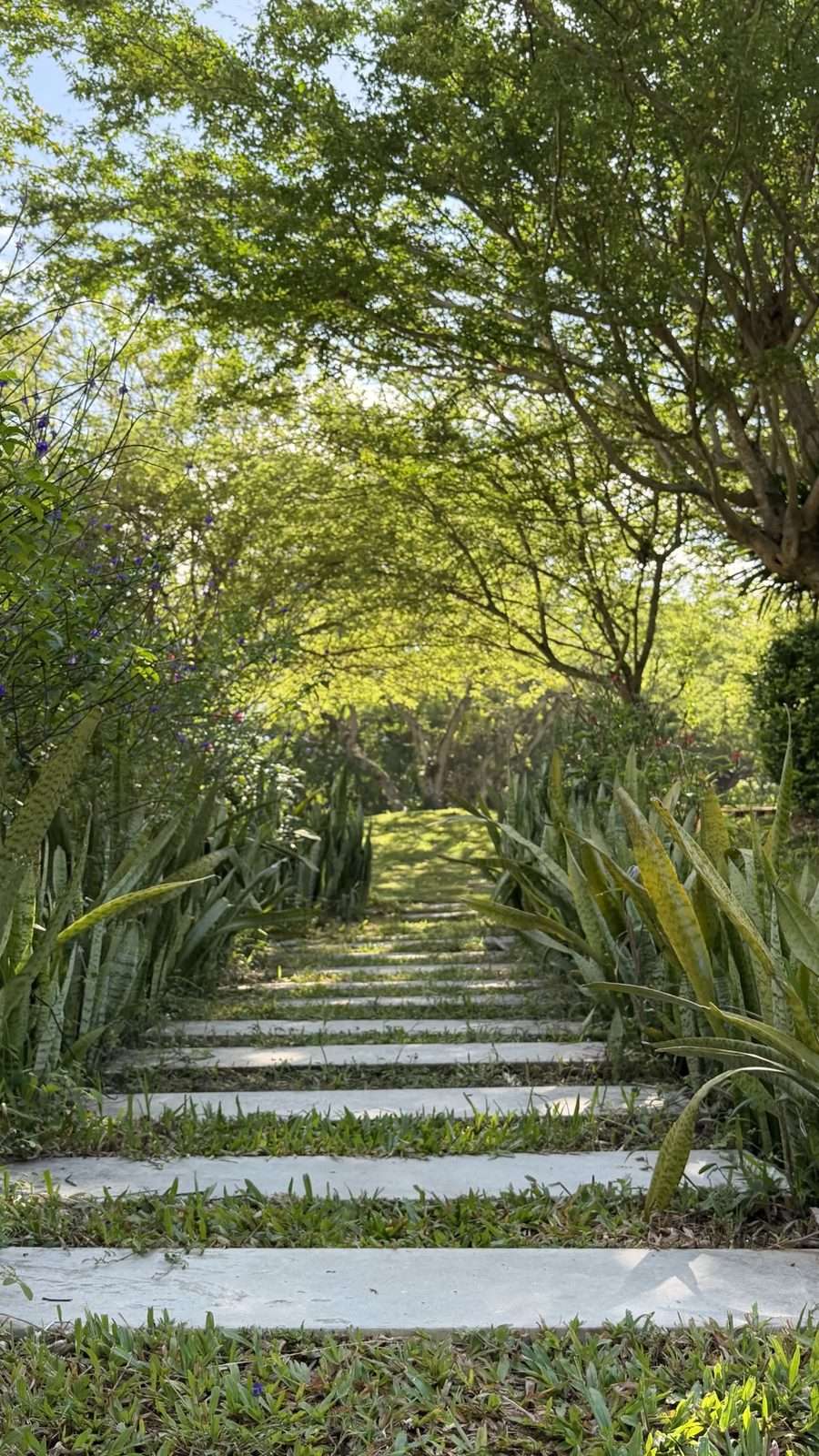 Camino de losas de piedra entre el césped, entrando bajo un túnel de árboles del predio, con matas de lengua de suegra y flores moradas a lado y lado.