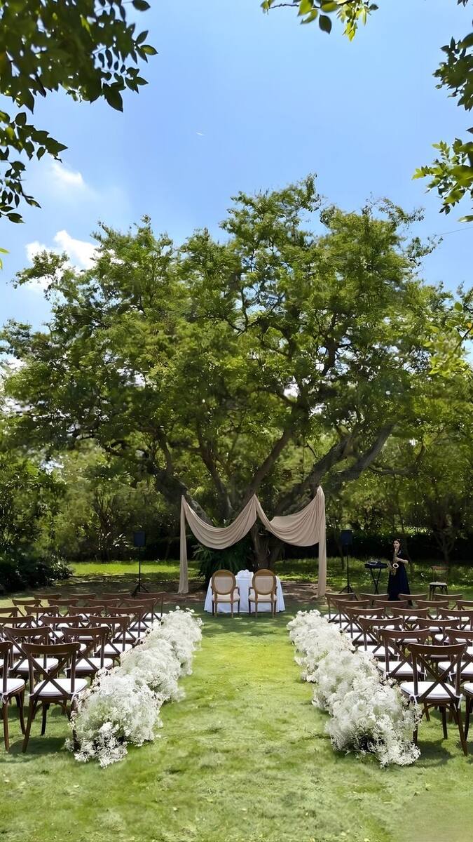Outdoor wedding ceremony setup: an aisle of white flowers between rows of wooden chairs, facing a large tree draped with beige fabric veils.