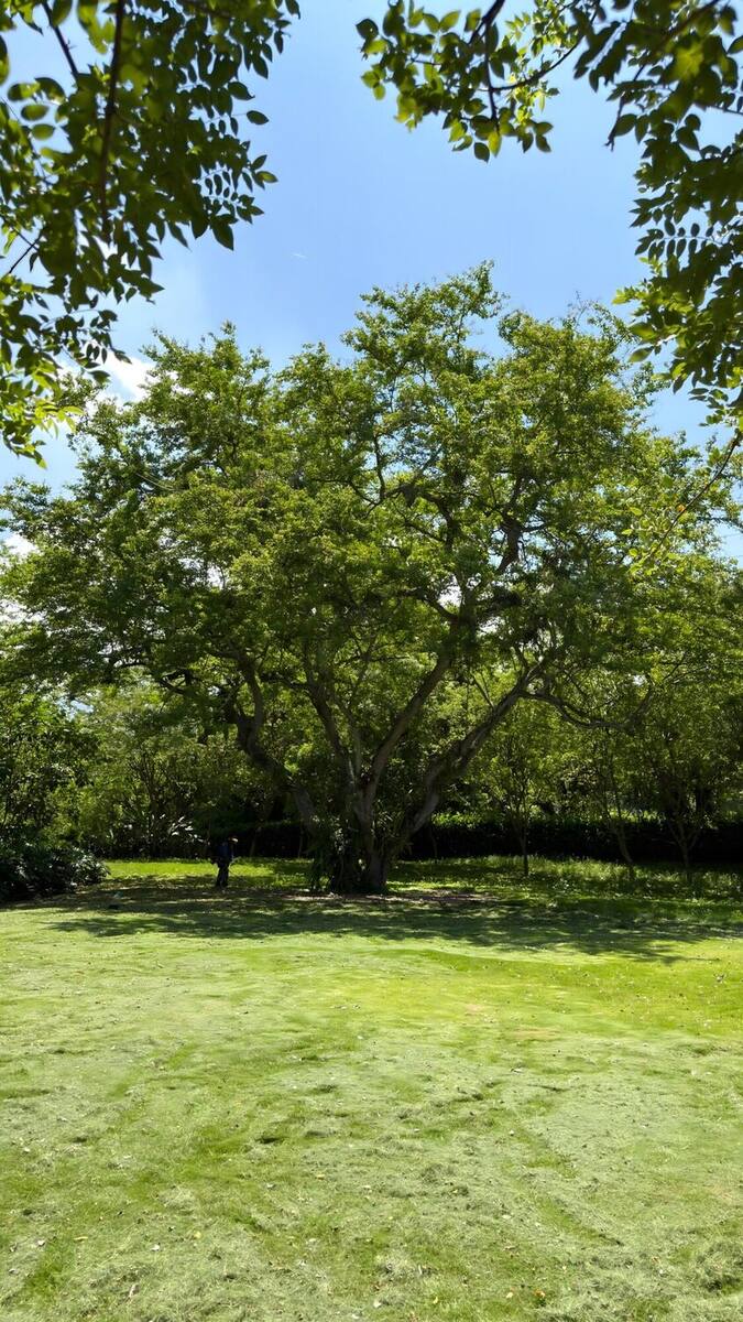 Wide-canopy tree at the center of a meadow, with the boundary hedge of trees in the background.
