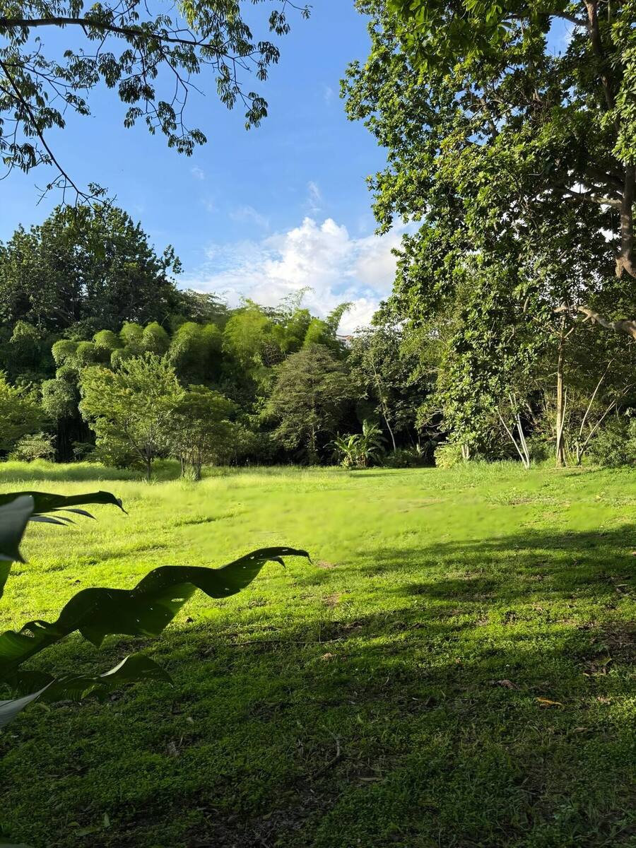 Large lawn on the property in the late afternoon light, closed off in the background by a bamboo grove and tall trees.