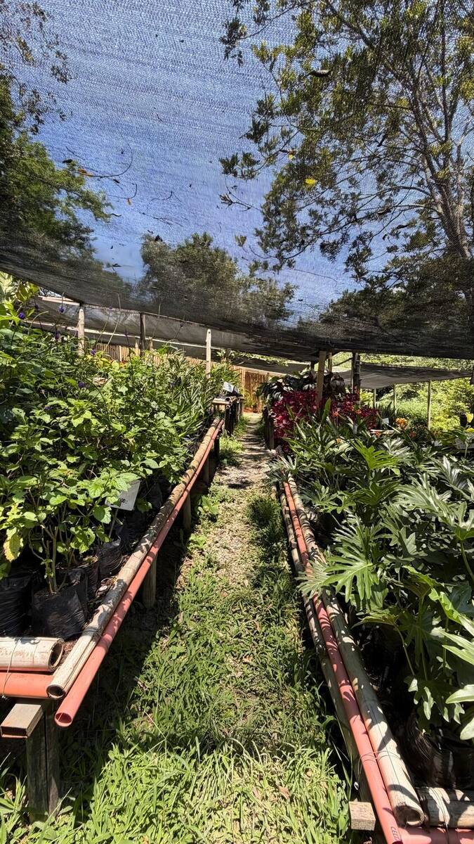Vivero aisle under shade netting, with guadua-bamboo beds on either side full of potted plants