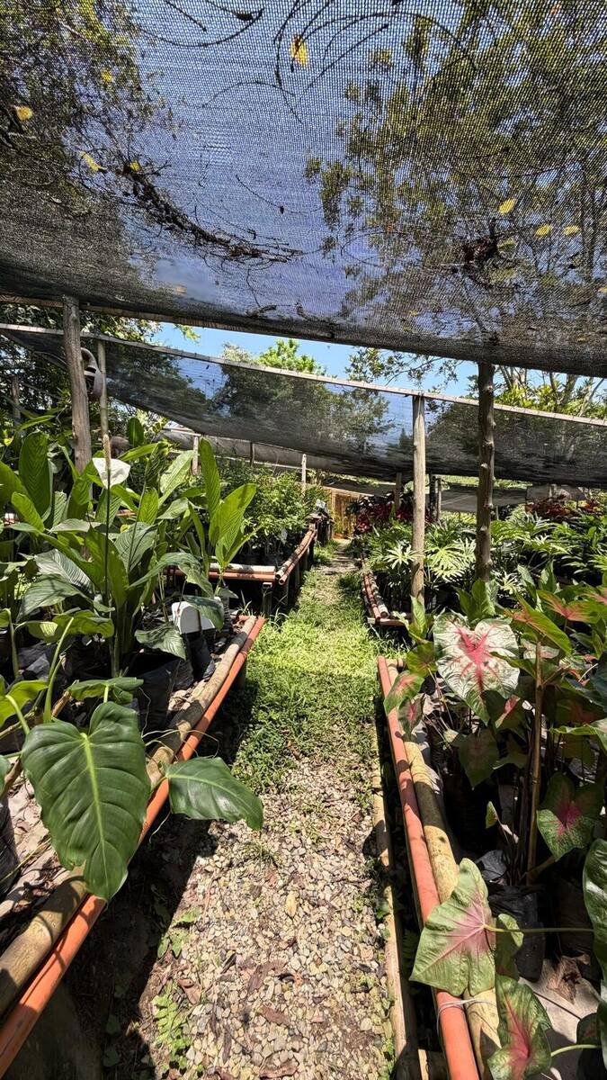 Vivero planting beds under shade netting: rows of ornamental plants in black bags on either side of a gravel path, with anthuriums and mottled-leaf caladiums.
