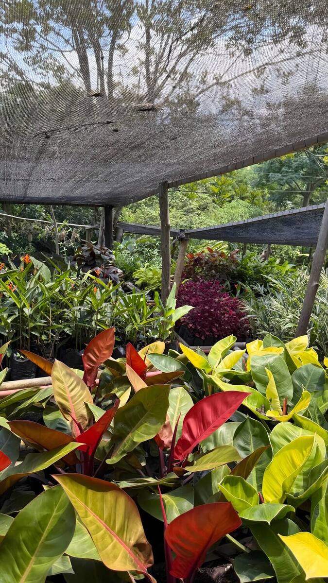 Red- and yellow-leaved philodendrons in production under the Vivero's shade netting