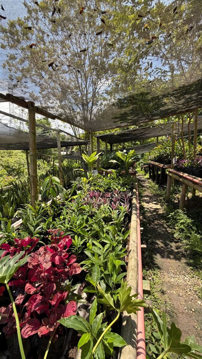 Vivero planting beds under shade netting, with ornamental plants potted on either side of the path.