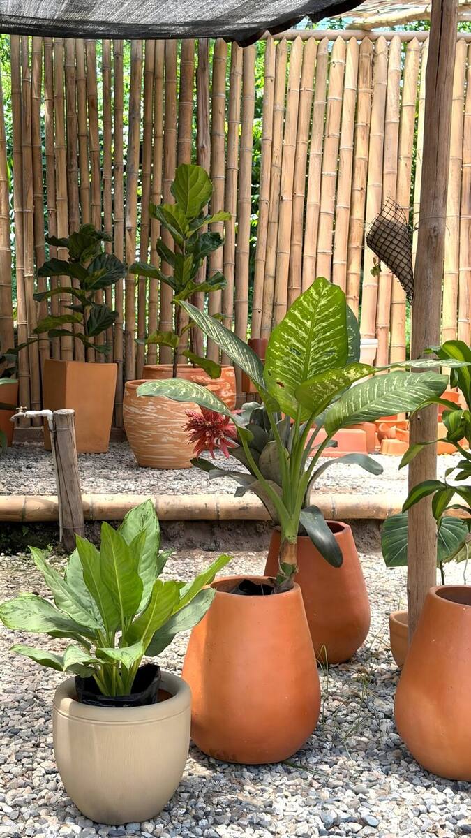 Materas de barro con plantas de interior de hoja ancha frente a un cerramiento de guadua, listas para llevar a una casa, una oficina o un evento.