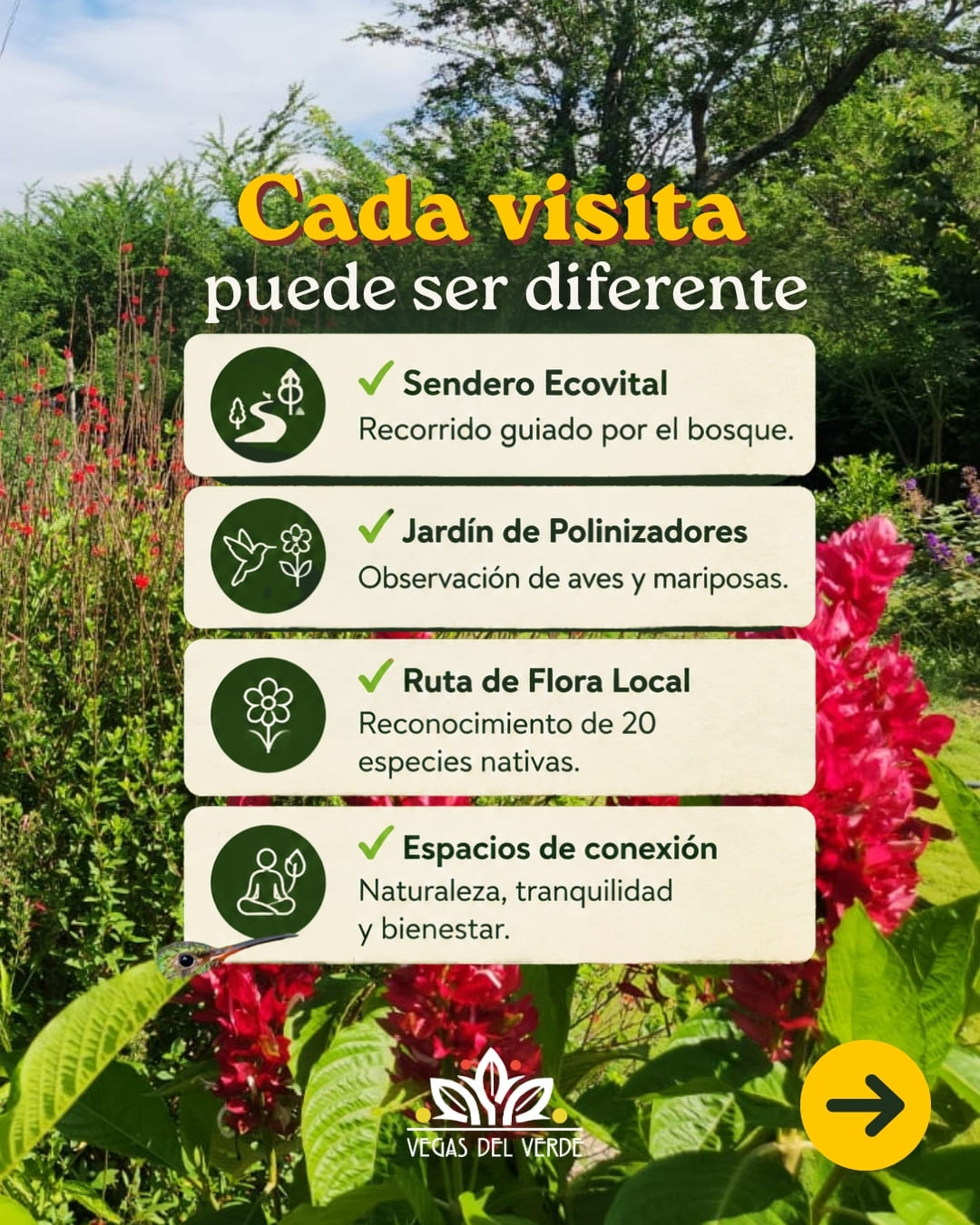 El jardín de polinizadores en flor, con salvias rojas a lado y lado del camino.