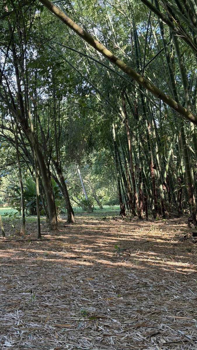 El guadual del sendero: cañas de guadua altas y delgadas, el suelo cubierto de sus hojas secas y la luz entrando de lado entre los tallos
