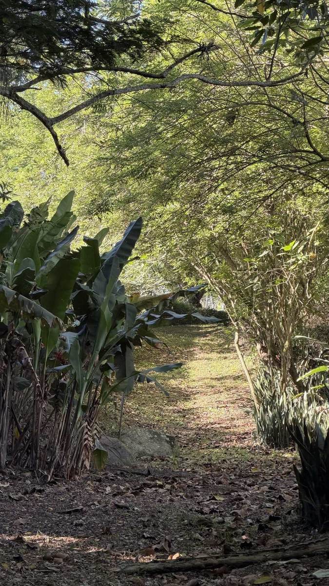 Un tramo del sendero cubierto de hojarasca, con matas de hojas anchas a la izquierda, árboles cerrando arriba y el pasto asomando al fondo