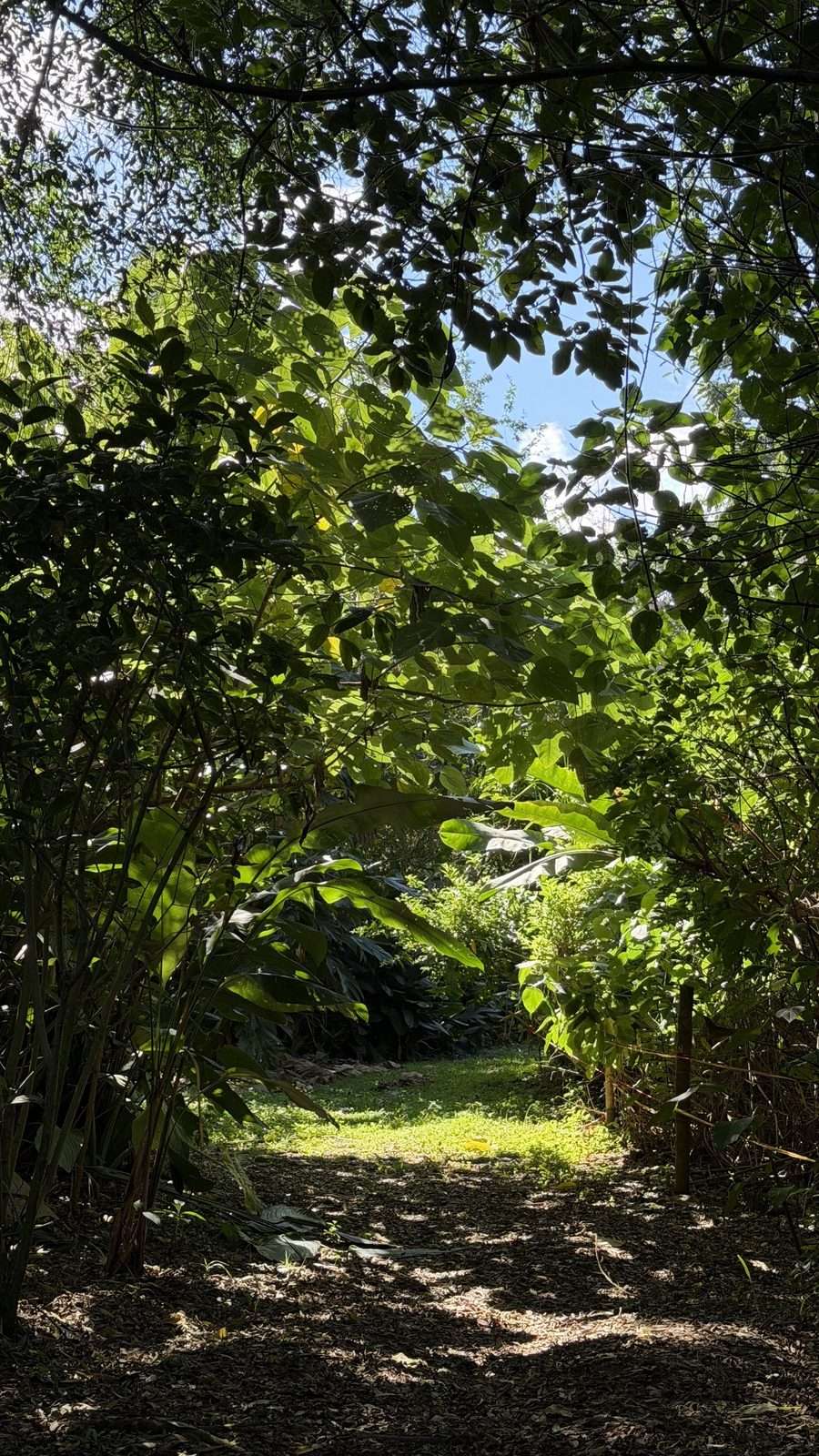 Un tramo en sombra del sendero: el camino de hojarasca pasa bajo un túnel de ramas y hojas y se abre al fondo a un claro de pasto con sol