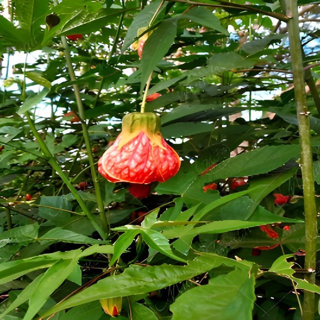 Fotografía de abutilon (farol)