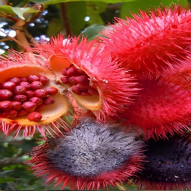 Fotografía de achiote