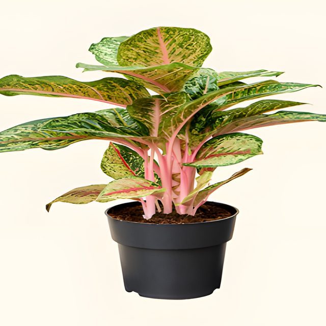 Fotografía de aglaonema