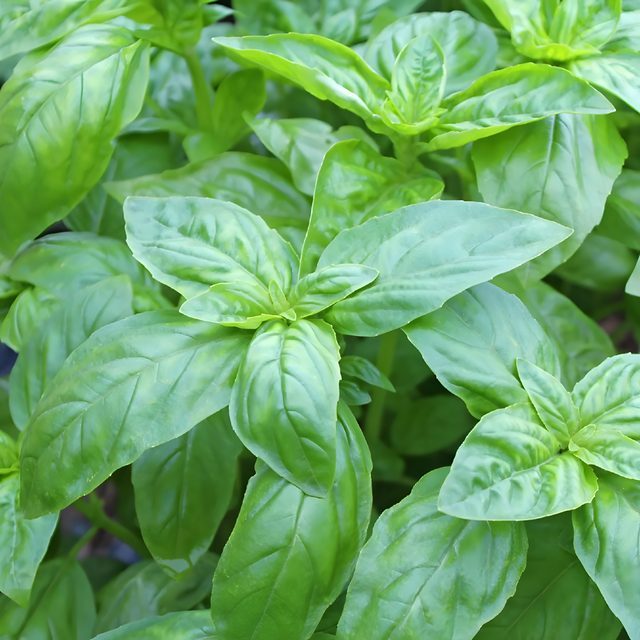 Fotografía de albahaca