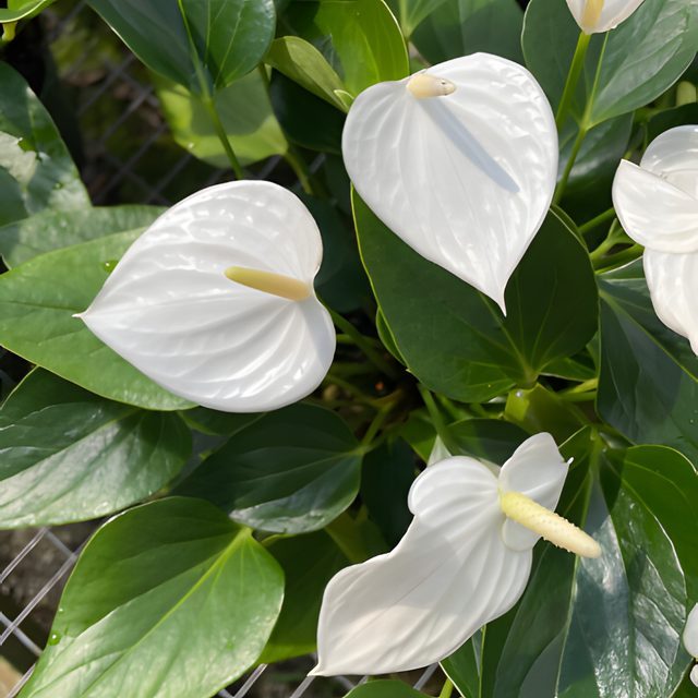 Fotografía de anturio blanco de hoja pequeña