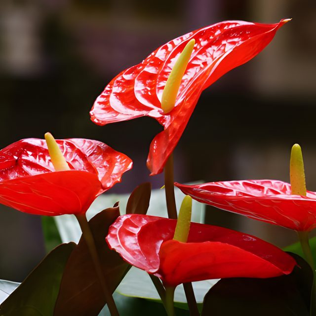 Fotografía de anturio rojo