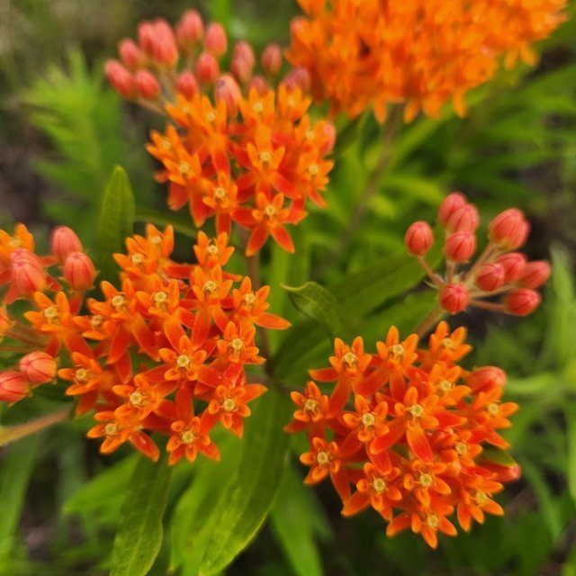 Fotografía de asclepias (algodoncillo)