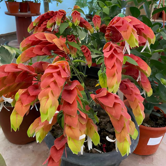 Fotografía de camarón rojo