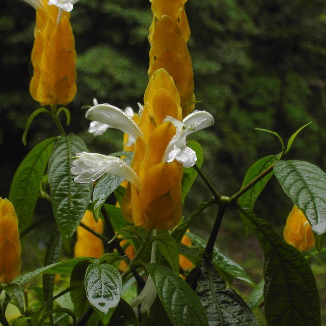 Fotografía de camarón amarillo