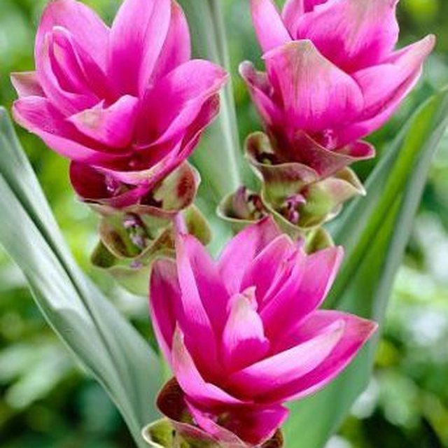Fotografía de cúrcuma variegada
