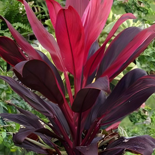 Fotografía de dracena roja