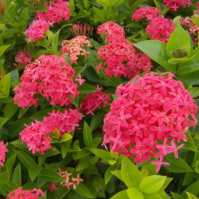Fotografía de ixora