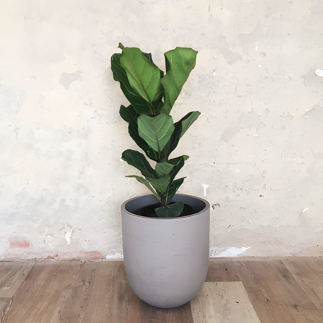 Fotografía de ficus pandurata