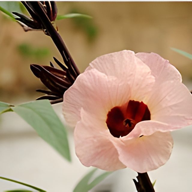 Fotografía de flor de jamaica