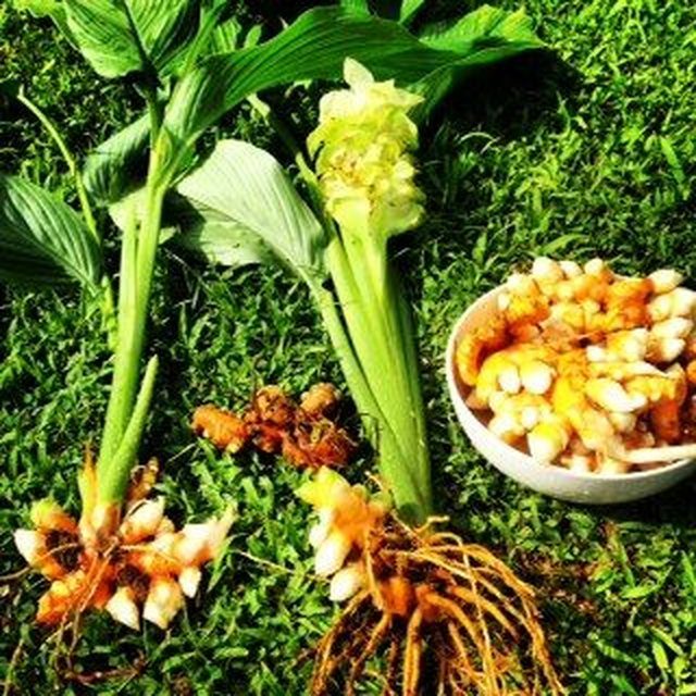 Fotografía de cúrcuma de cocina