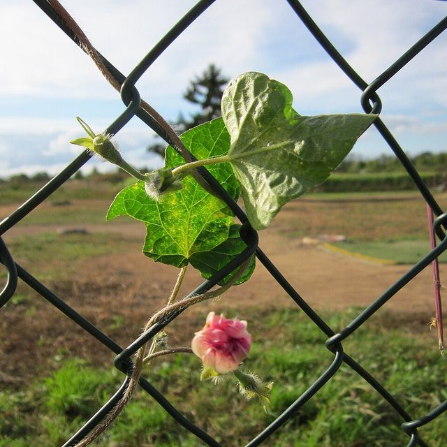 Fotografía de enredadera