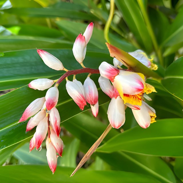 Fotografía de heliconia de concha